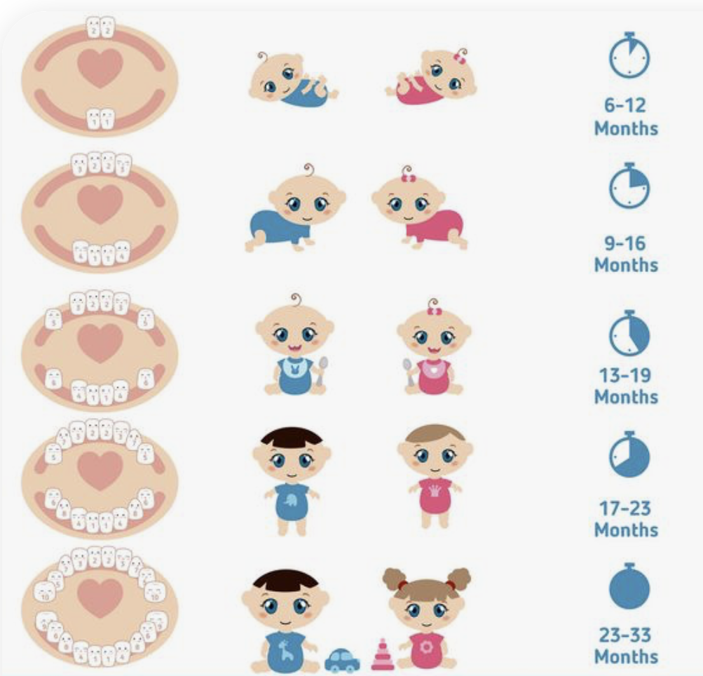 Как растут зубки