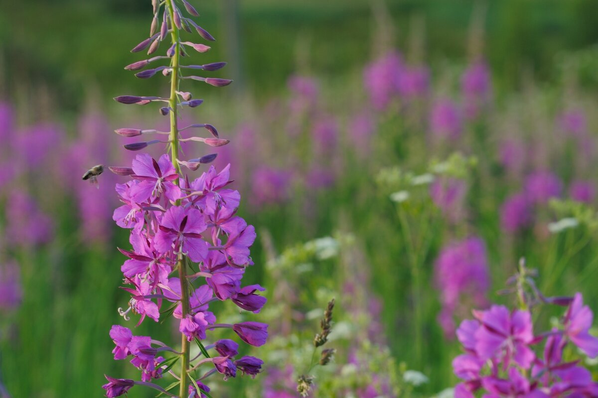 Иван чай (Копорский чай)