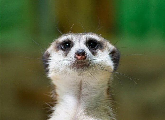 Несмотря на то, что этот зверек выглядит почти так же, как и его другие родственники-мангусты, он славится своей человекоподобной позой и любовью к обнимашкам. Обнимаются сурикаты с заходом солнца, чтобы согреть друг друга.