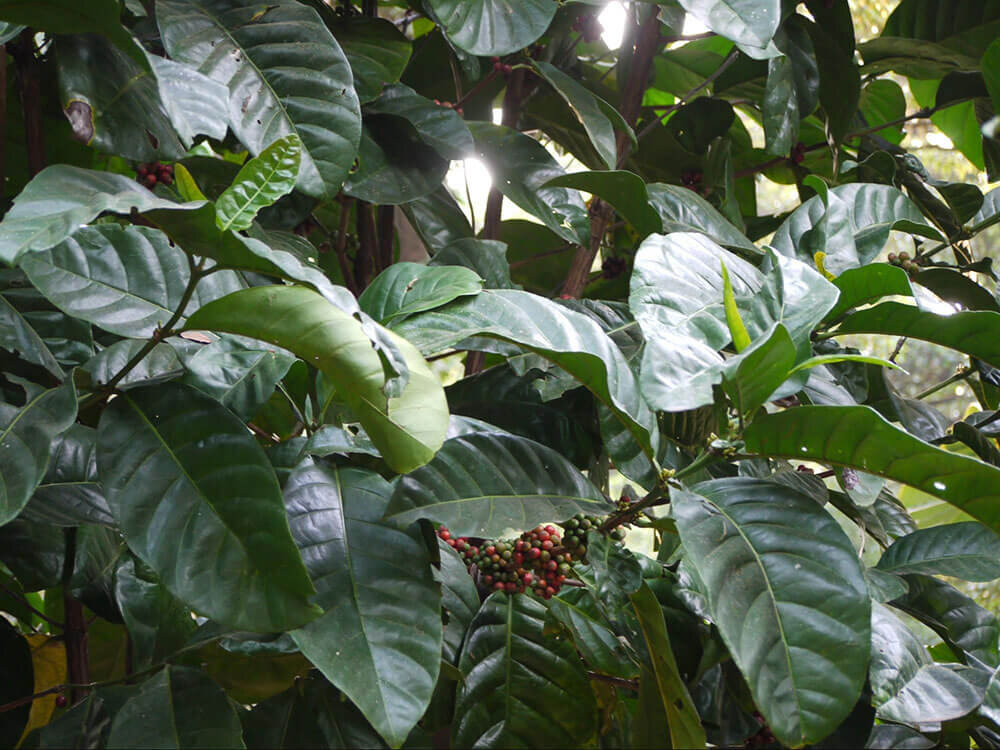 Либерика дерево. Кофейное дерево Робуста. Дерево кофе Либерика. Либерийское кофейное дерево. Сосед кофейного дерева