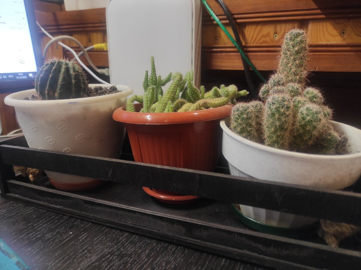 На фото кактусы, расположенные около монитора моего домашнего компьютера