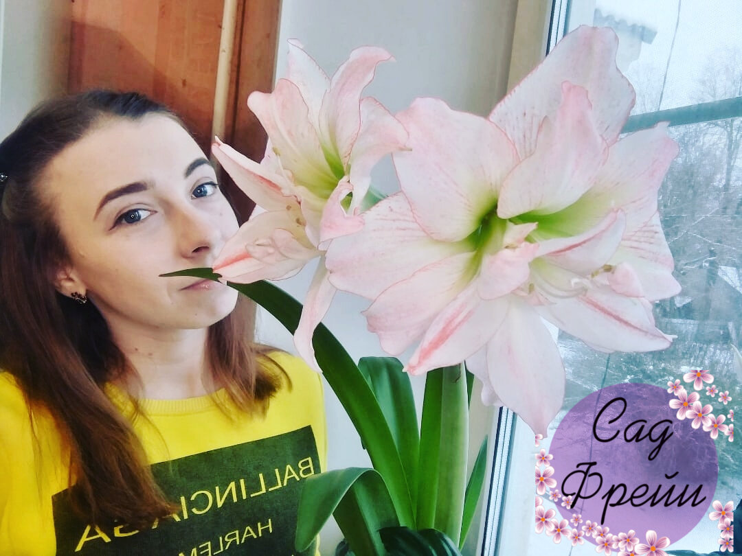 А я им с гордостью отвечаю: "Гиппеаструм!". На фото - японский сорт `Aphrodite` ("Афродита"). Растение выращено из голландской луковицы