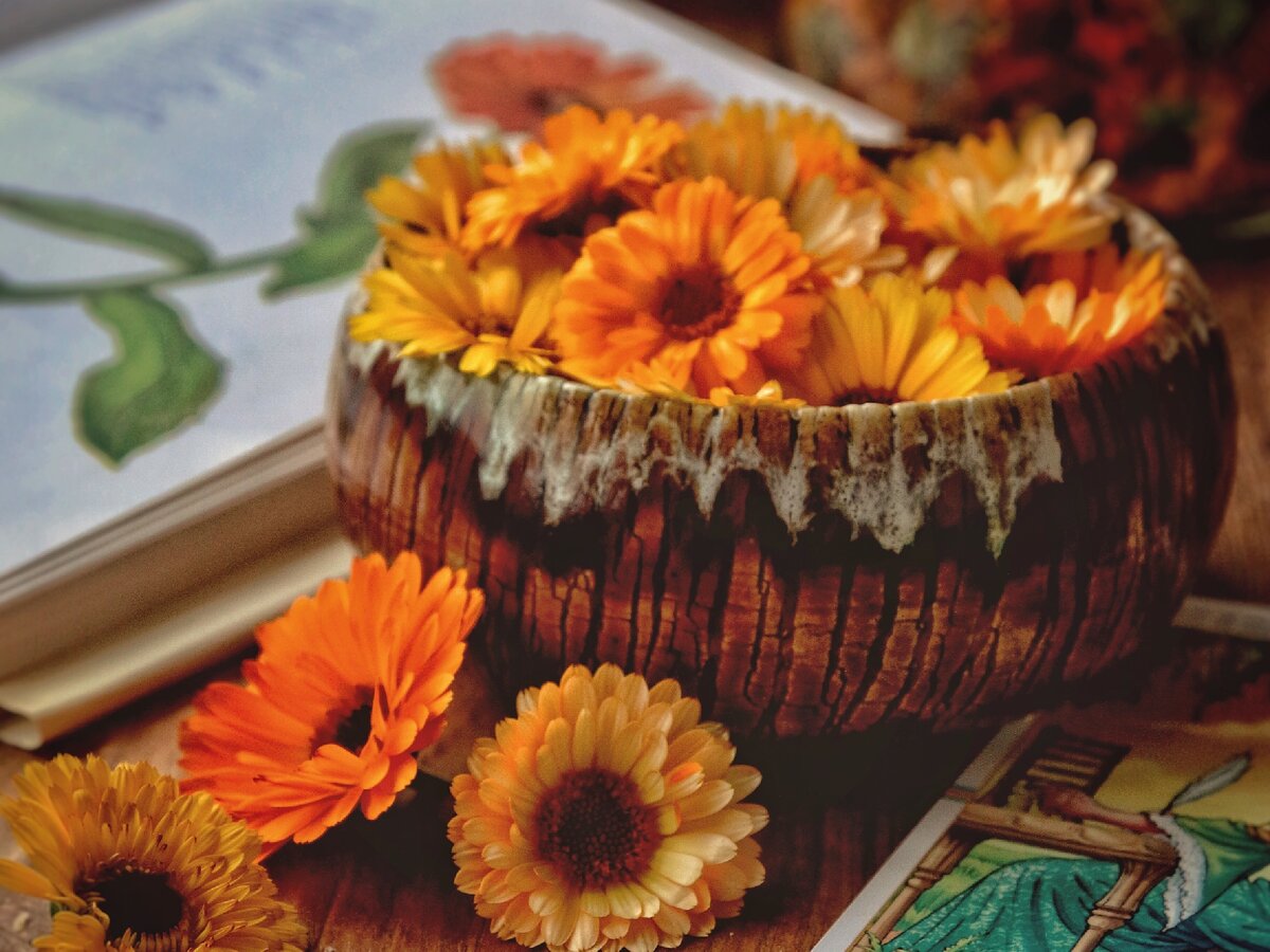 Свежие цветки календулы