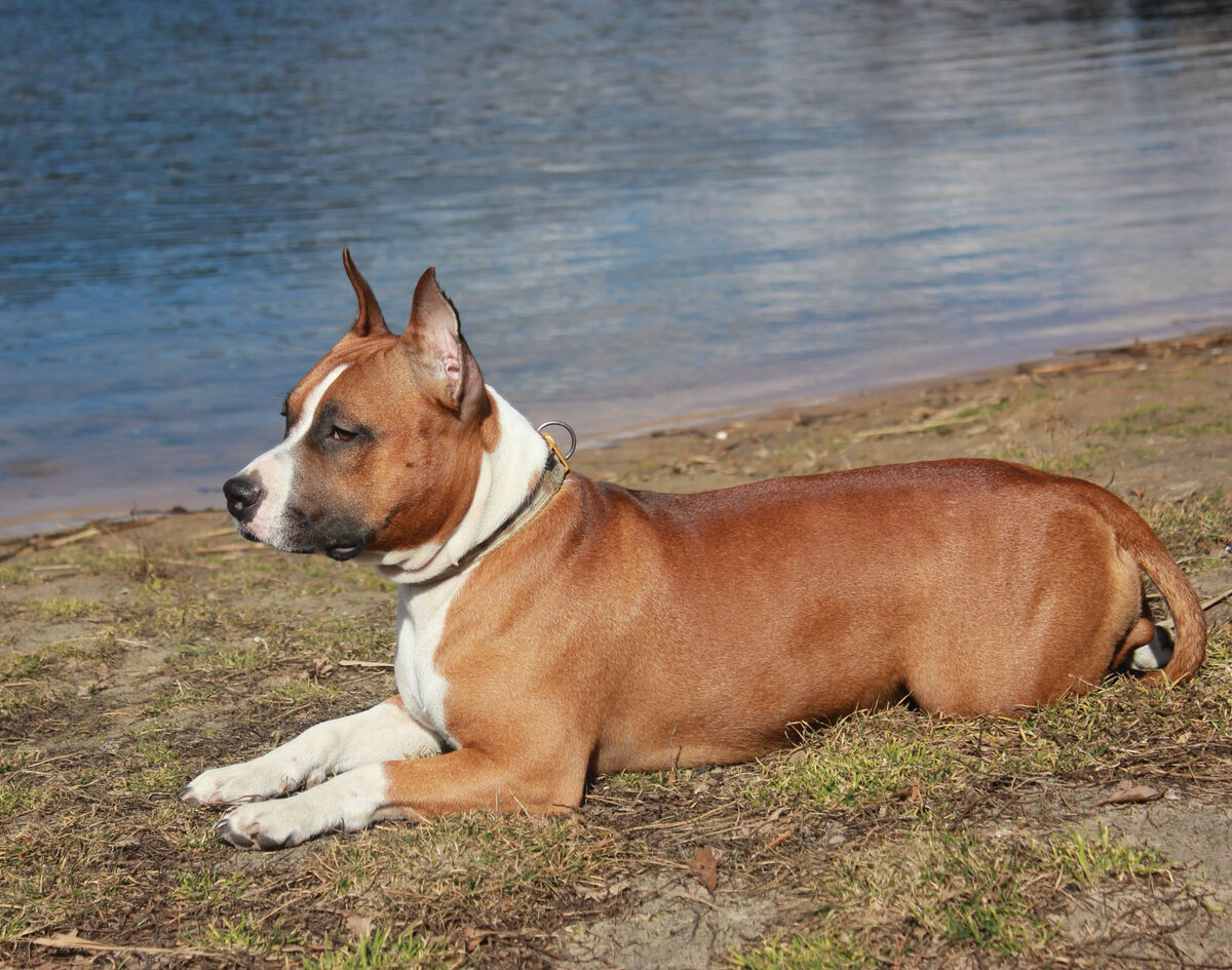 Американский стаффордширский терьер