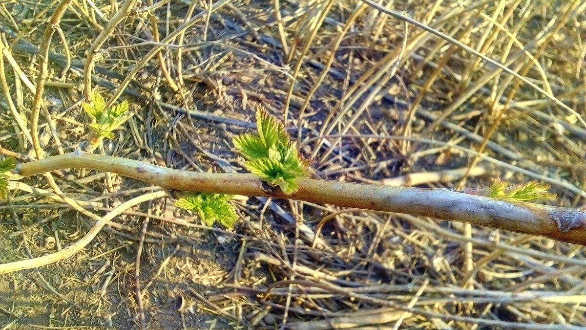 Пробуждение почки, обворожительный момент