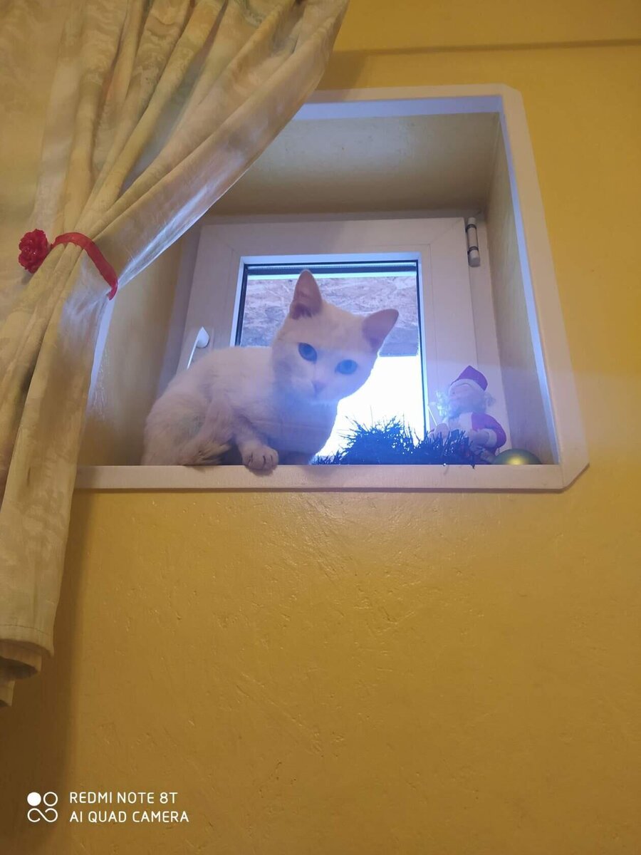 Чистый ангел, только без крыльев: кошечка Эсма ищет дом | Группа ...