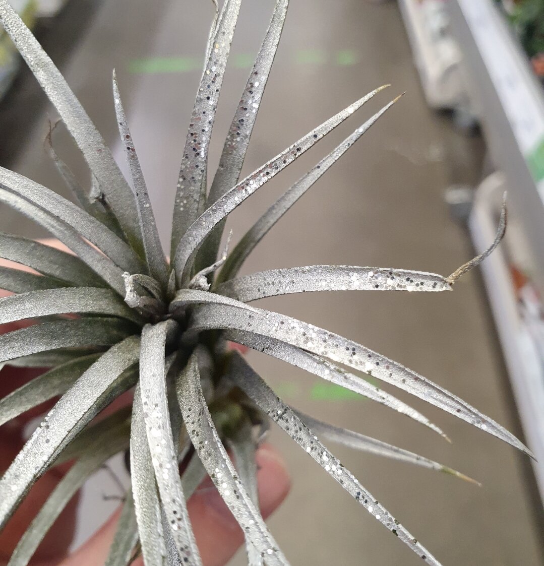 Краской покрыт лист полностью - дышать и питаться растению нечем