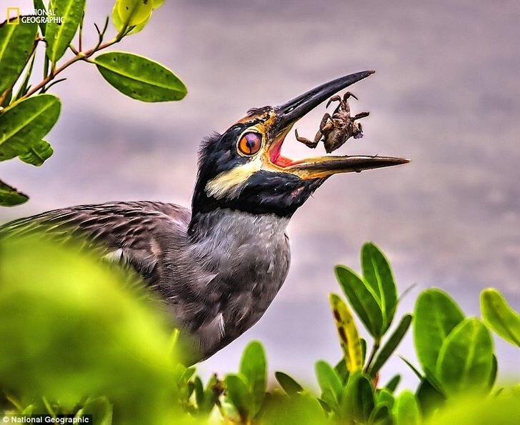 © Rick Loesche / National Geographic / Facebook