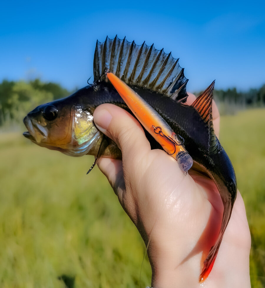 черный окунь Шивозера