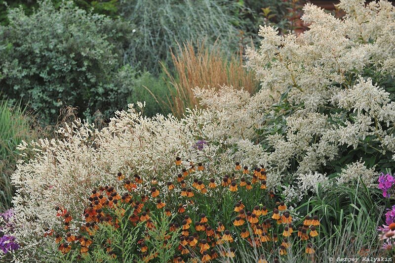 Слева - горец растопыренный, справа - горец изменчивый