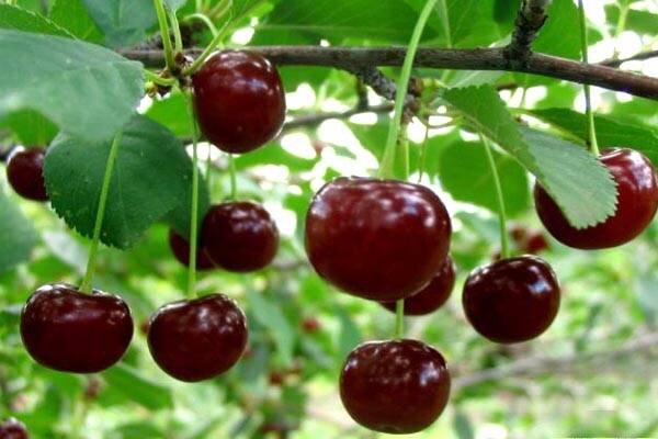 Сорт вишни Призвание