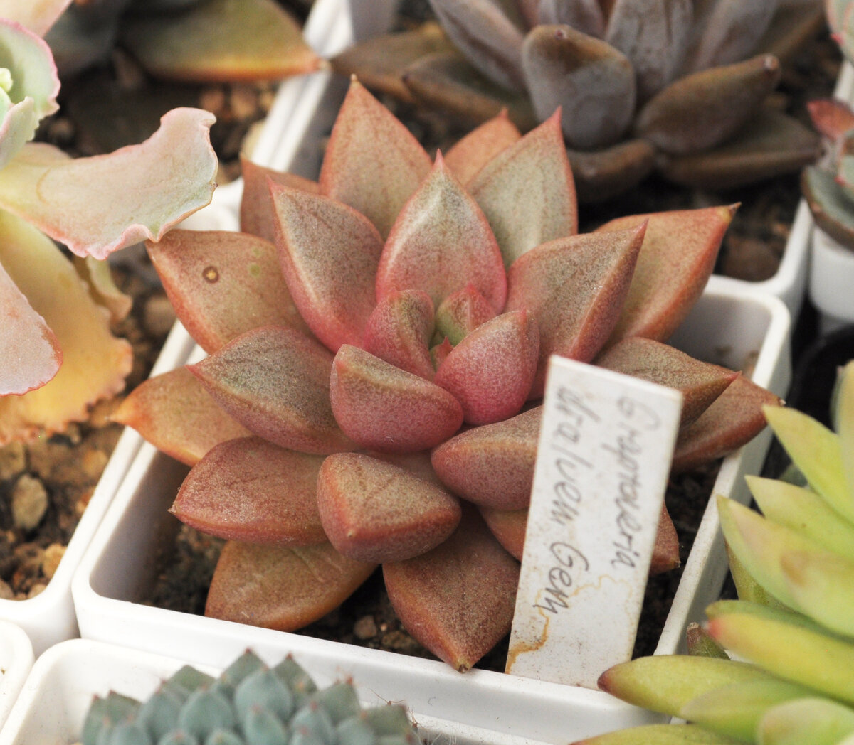graptoveria Araluen Gem
