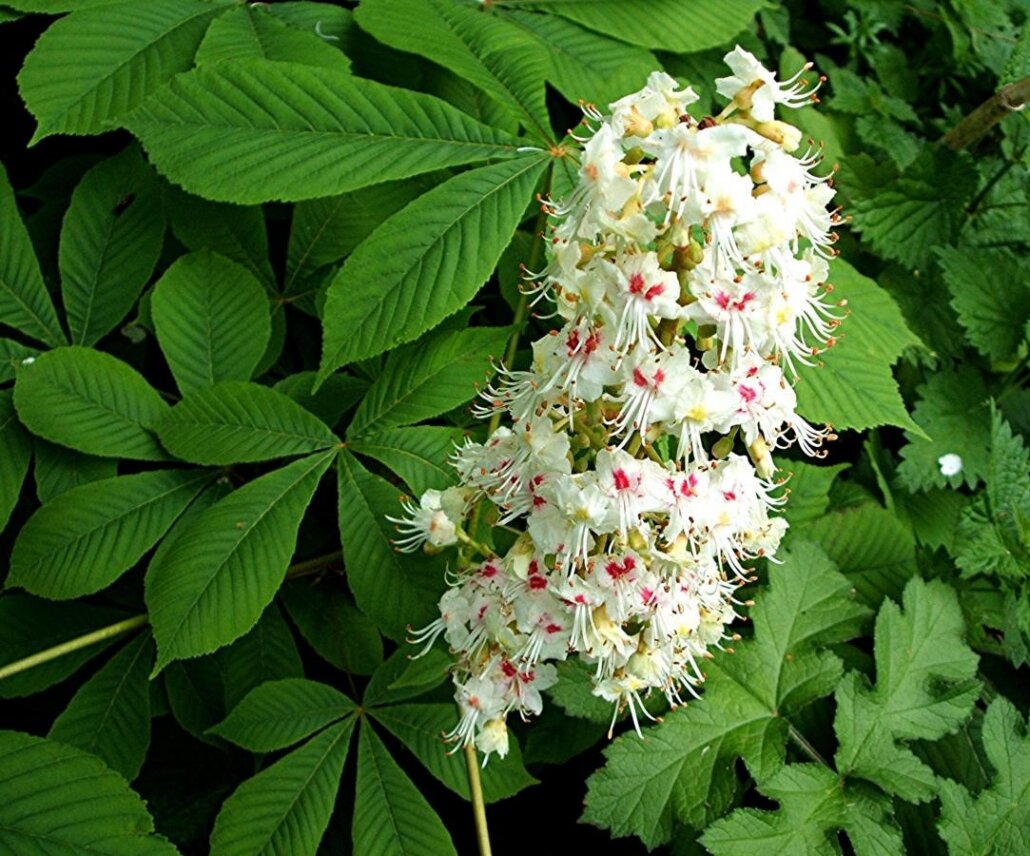Каштан конский (Aesculus)