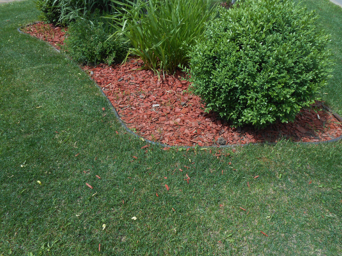 газонная трава