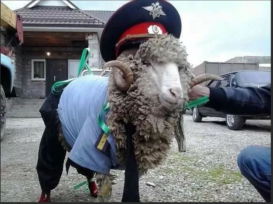 Картинка прикол баран