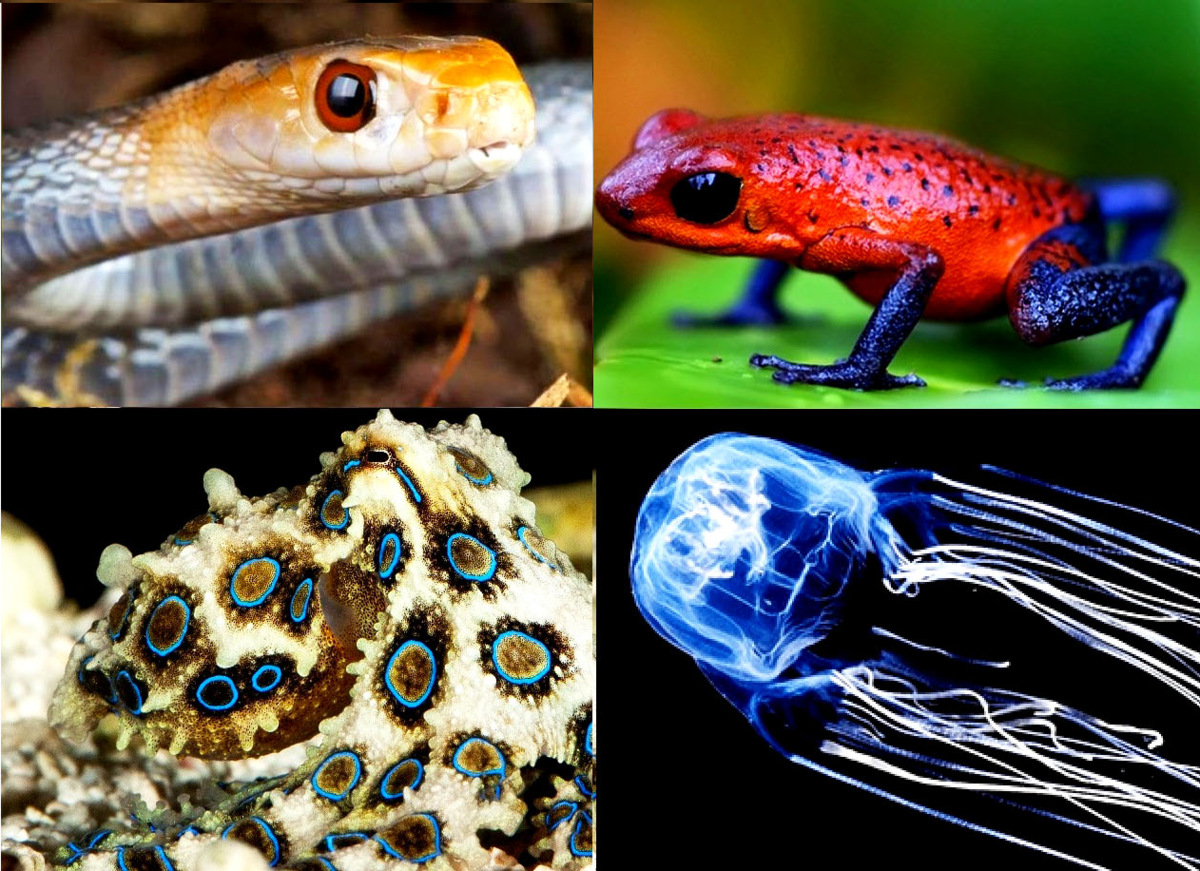Тысячи животных используют высокотоксичные яды для нападения или защиты.