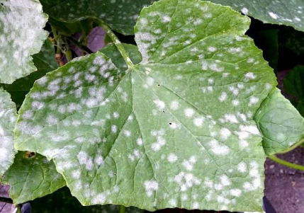 Вот такая неприятность ожидала нас на грядках огурцов. Мучнистая роса.