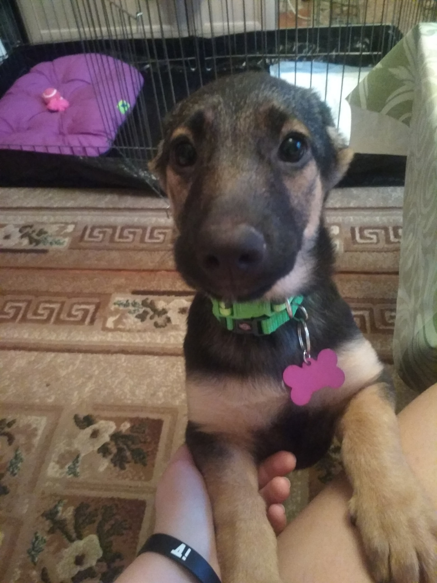 Моя первая собака - Лета