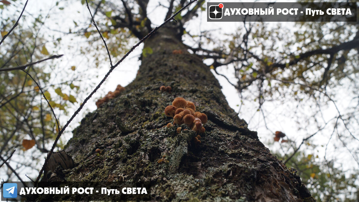 рост души - тяга к свету!