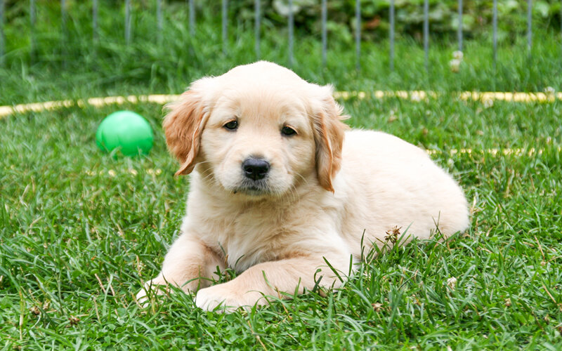 Как считают ученые, в период активного развития психики щенка полезно стимулировать его нервную систему раздражителями особого рода. Вопрос в том, какими именно? Фото jagdprinzessin/Pixabay 