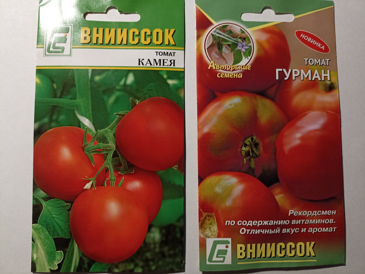 Томаты. Фото автора