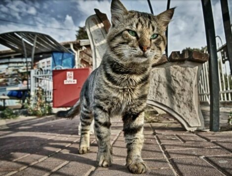 Здесь и далее все фото - интернет.