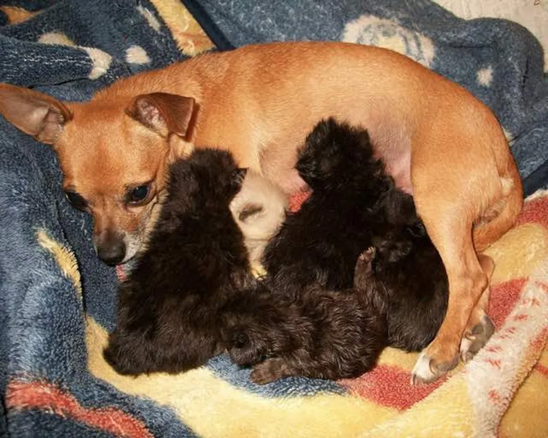 What to Feed mother Dog after giving Birth. Русские мама собаками