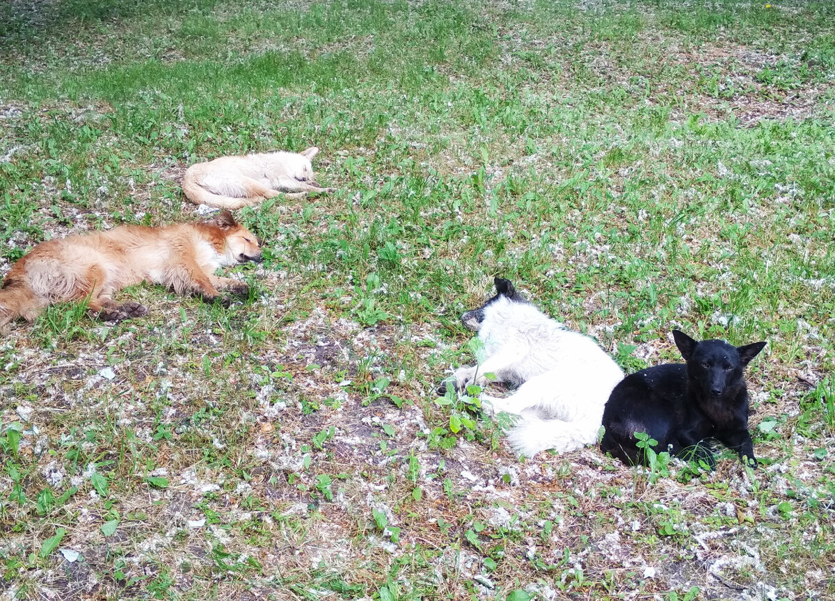 Весна пришла - пора травки и клещей 