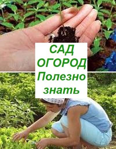 Сайт для садоводов, огородников и дачников Антонов сад