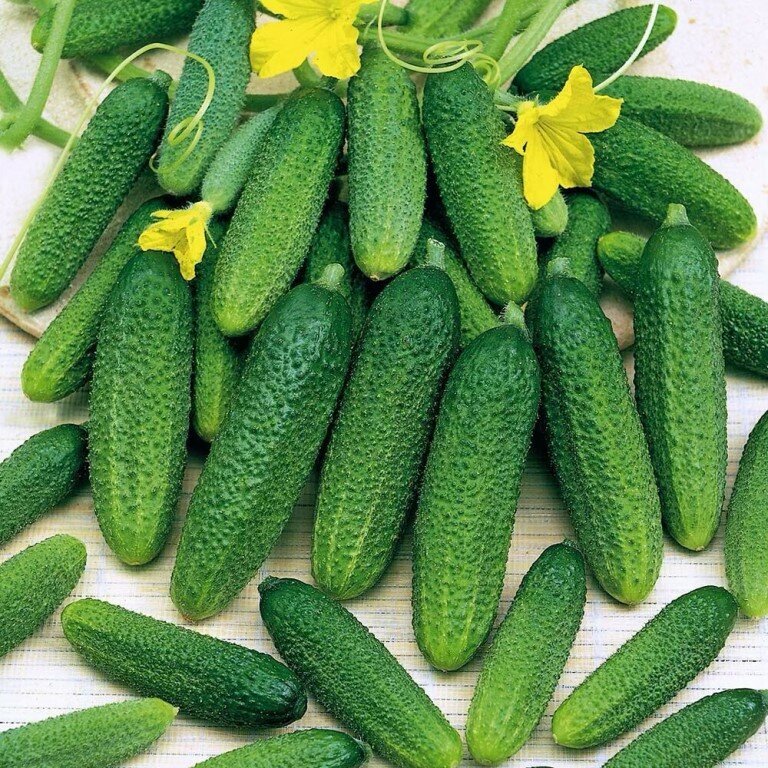 Cucumis sativus