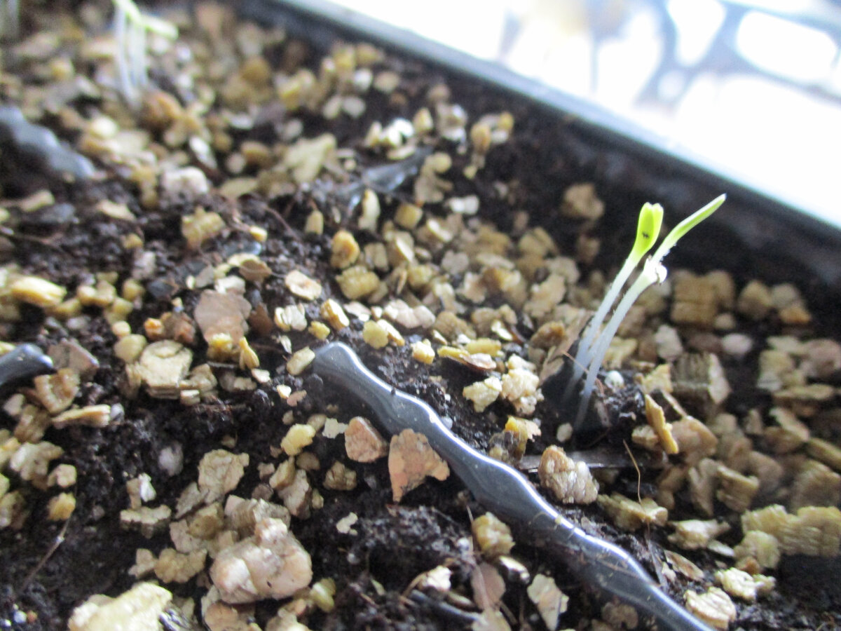 Первый посев кочанного салата всходит!