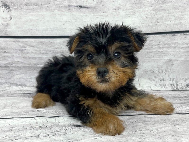 Щеночек шелковистого терьера (Фото: https://petlandbeavercreek.com/pet-gallery/1403-male-silky-terrier/)