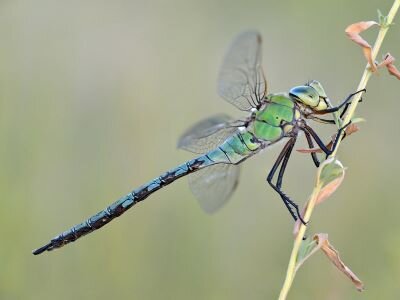 Дозорщик-император