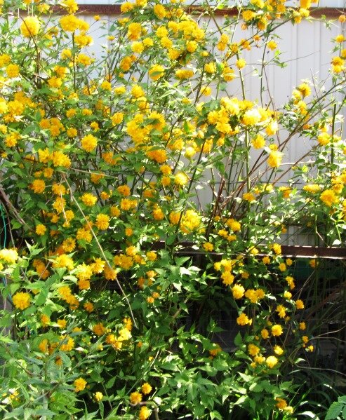 Цветущий куст керии  японской.