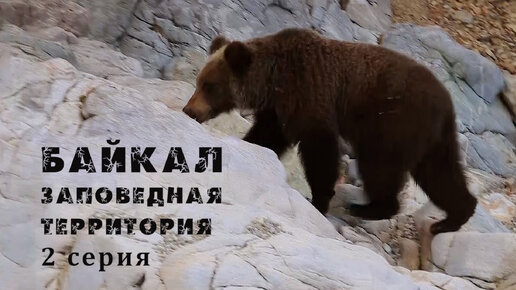 Дикая природа Бурятии. Забайкальский национальный парк (2 серия). Неизвестные острова Байкала. Медведи выходят на берег.