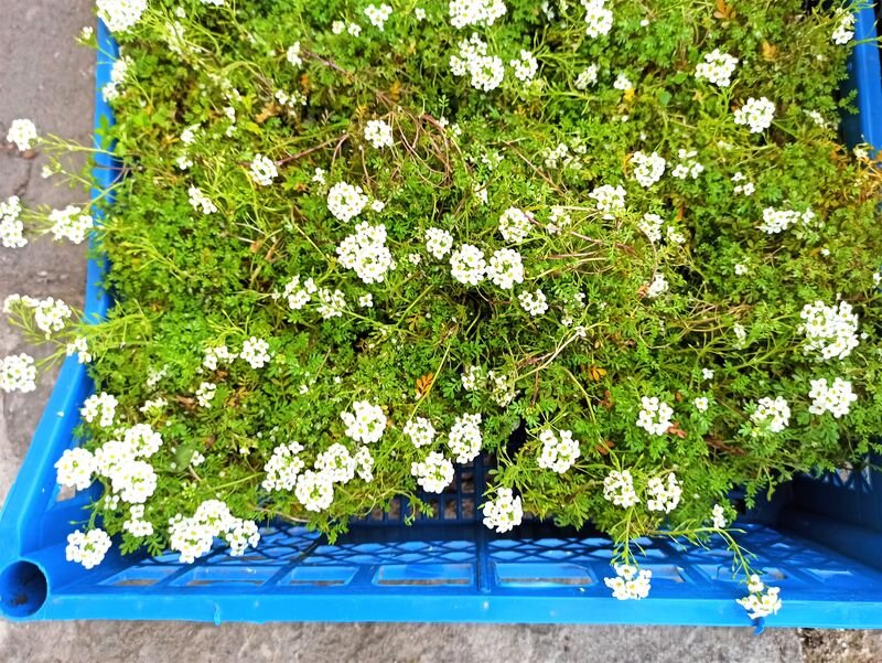 Гутчинзия разрастается плотным изумрудным ковром с белыми цветами. Фото автора.