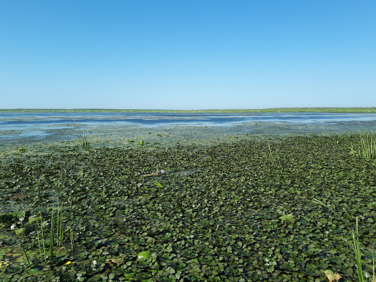 Каспийское море растения