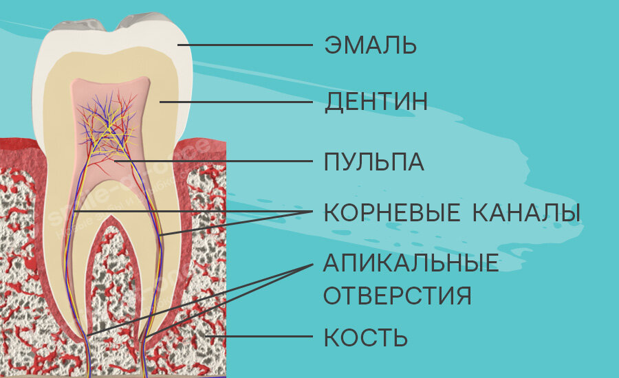 Обычно кисты локализуются в кости у апикальных отверстий. Фото: Smile-at-Once.ru.