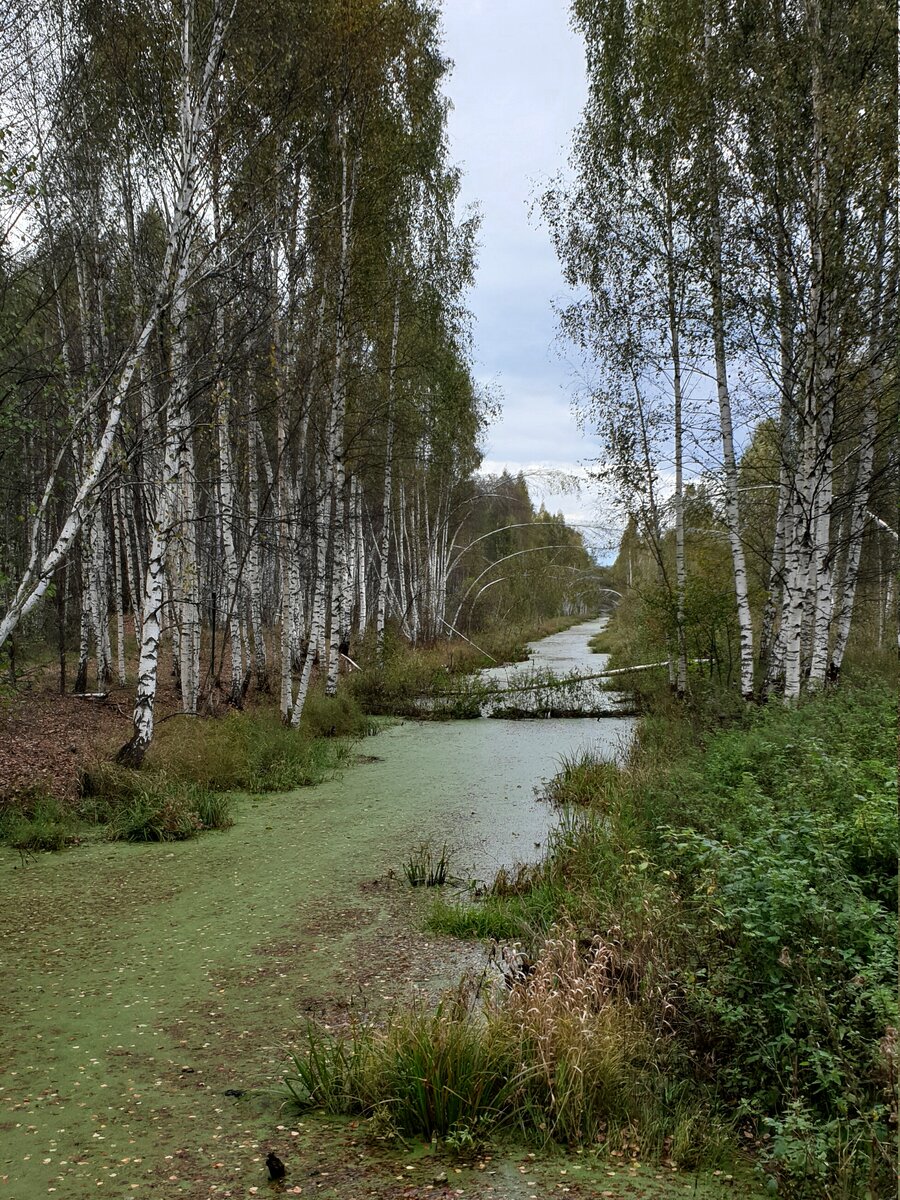 Это "гостиница" бобров. На расстоянии 20-25 метров друг от друга находятся бобриные норы.