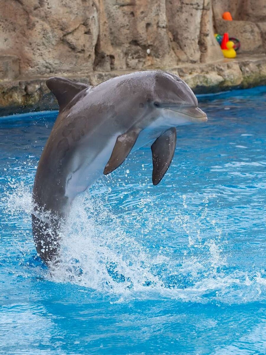 Дельфин – описание, виды, где обитает, чем питается, фото