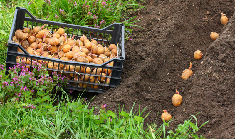Сроки созревания картофеля от посадки до сбора урожая