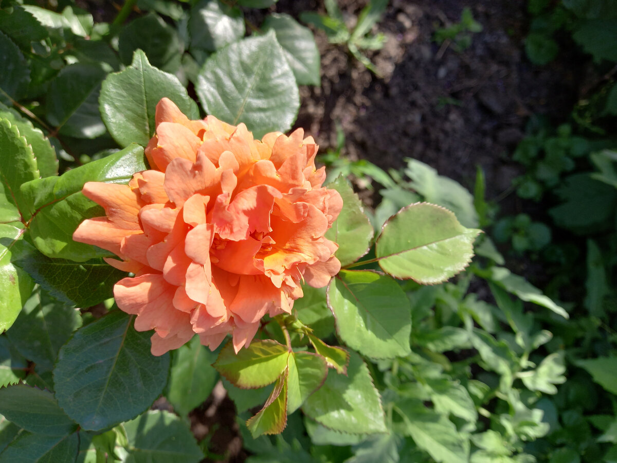 Изи Даз Ит на солнышке