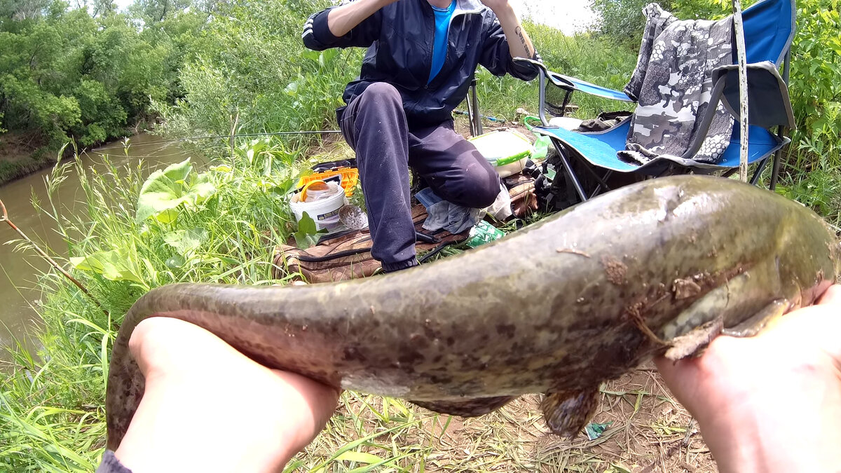 НЕОЖИДАННАЯ ПОКЛЕВКА СОМА