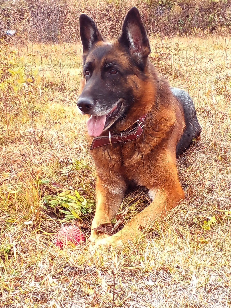 Гуляем с Эрихом в поле. Осень 2021. Фото автора. 