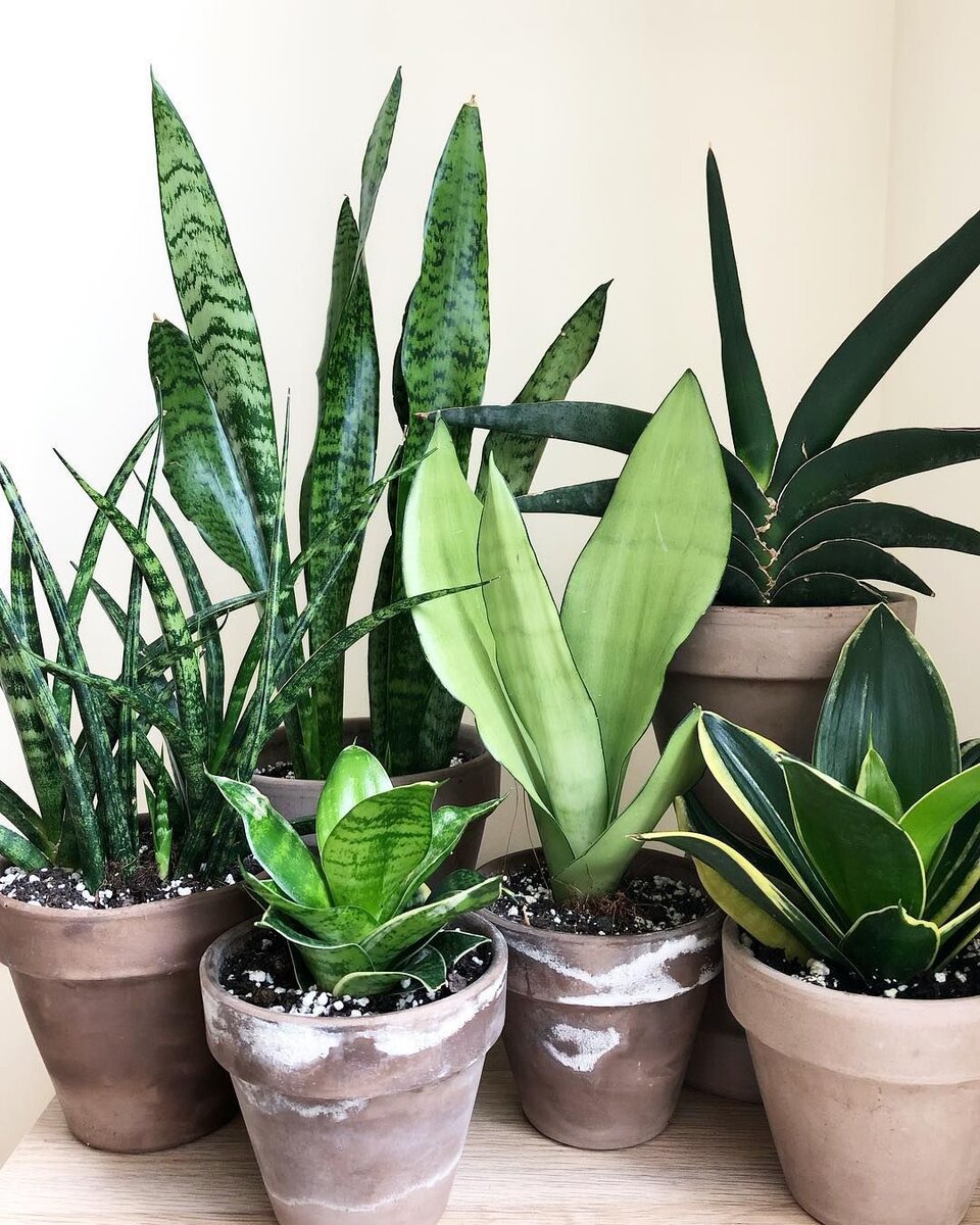 Фото из интернета. Различные сорта сансевиерий🌱. 