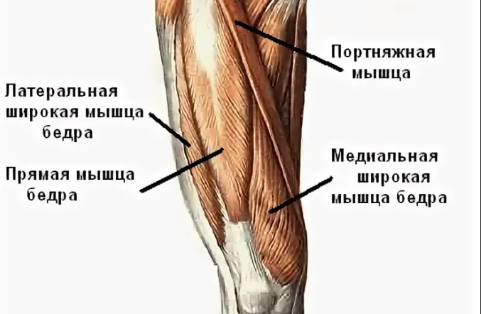 Для тренировки прямой мышцы бедра нам нужно немного другое движение, такое как разгибание ног сидя в тренажере или - Сисси приседания.