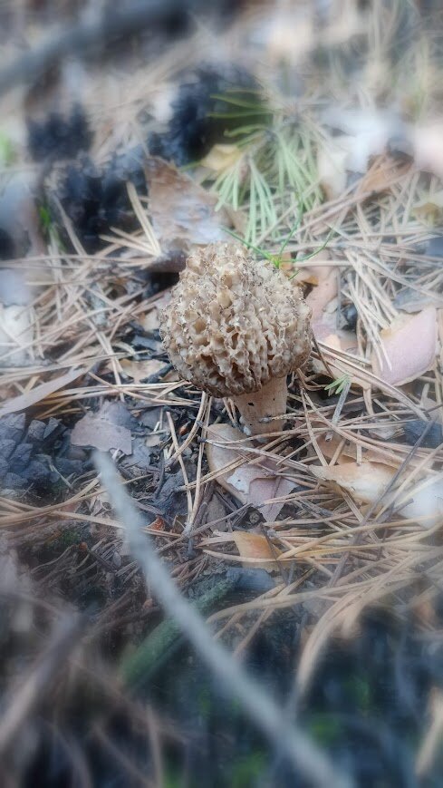 Ну гномик Вася из мультика))