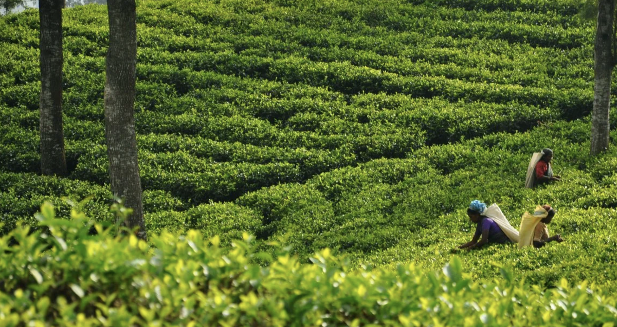 Вот такие наши чайные плантации, друзья