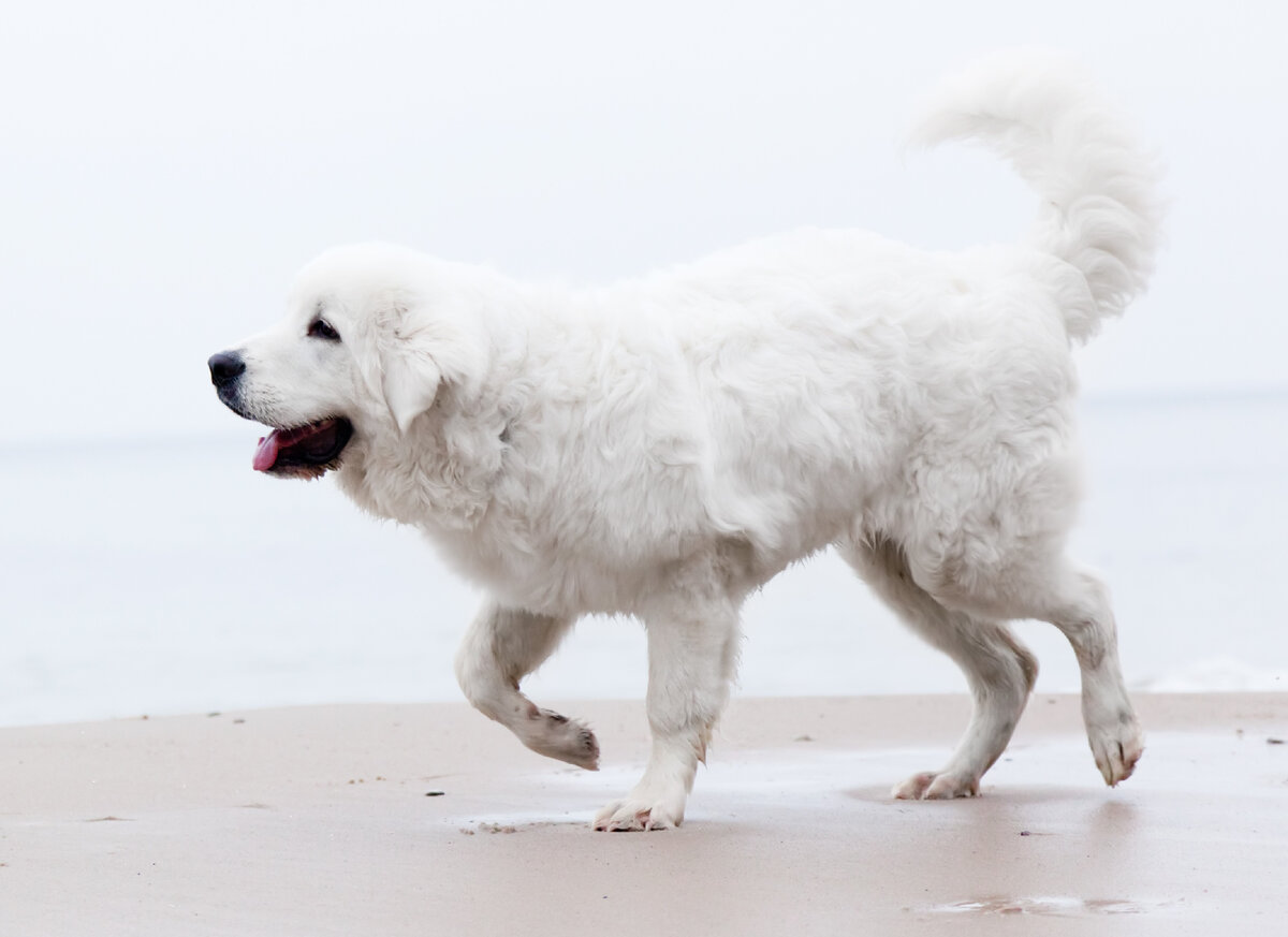 Белая собака идет