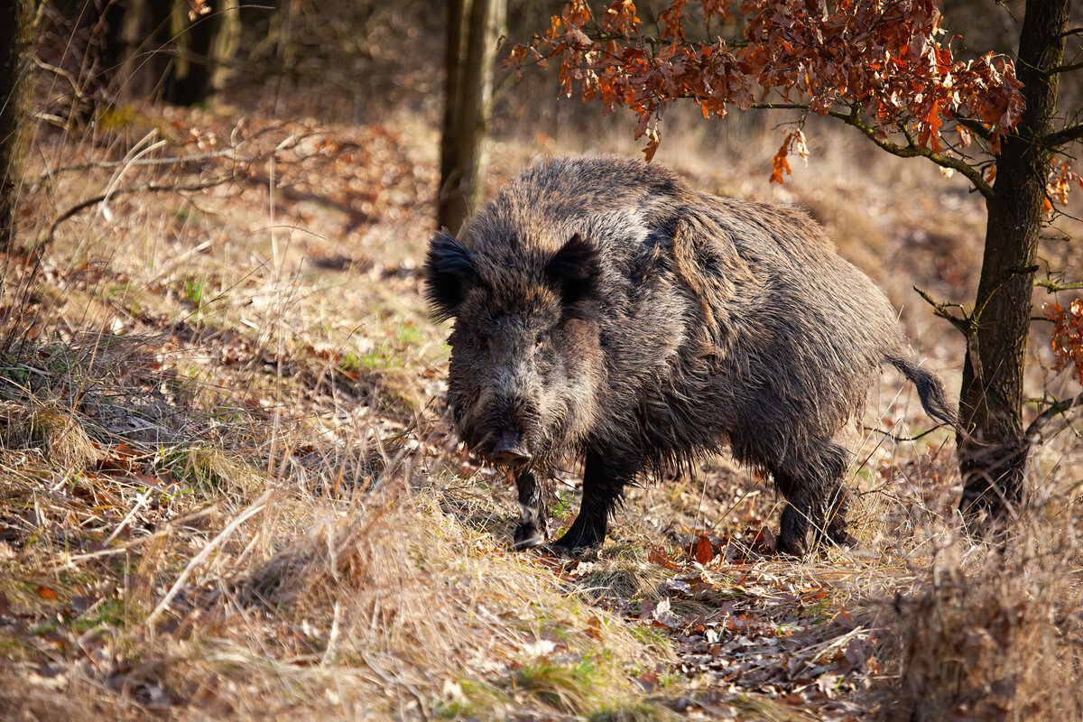Кабан – sus scrofa linnaeus, 1758. Дикий кабан и свинья. Кабан (sus scrofa). Дикий кабан кавказа. Кабан стоит.